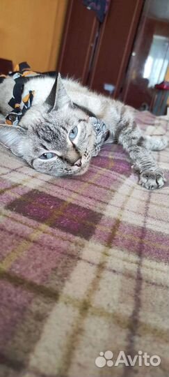Кошка в дар бесплатно
