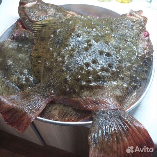 Камбала калкан