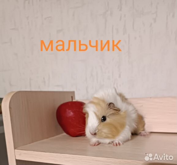 Морская свинка