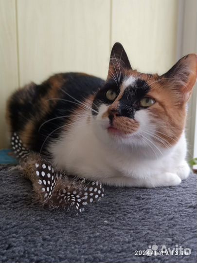 Кошка