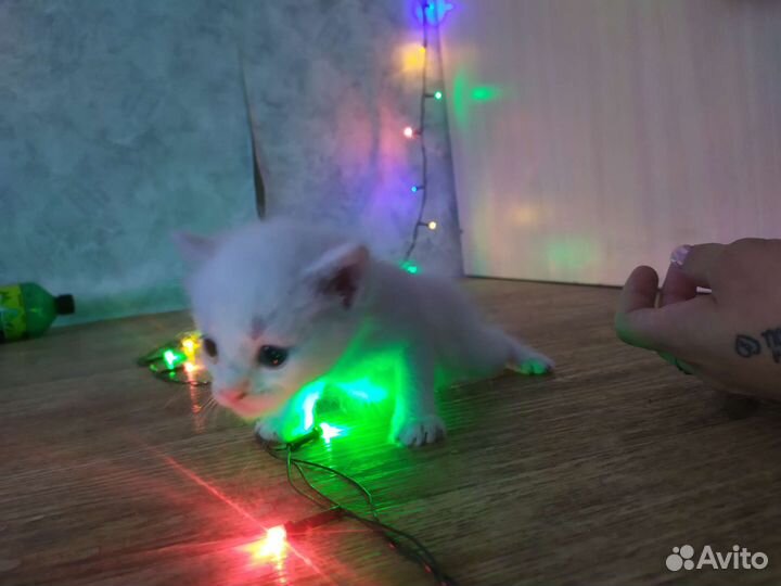 Шатланские котята метис