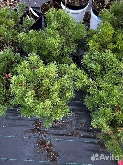 Сосна Горная В Ассортименте