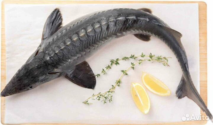 Живая рыба с доставкой оптом