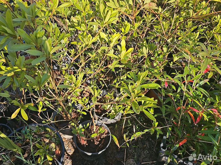 Азалия, рододендрон