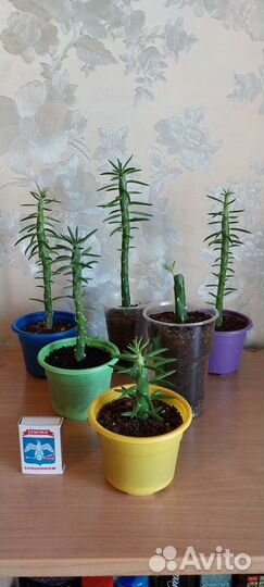 Аустроцилиндропунция шиловидная