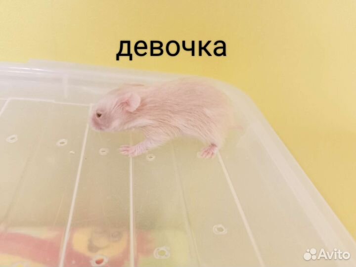Сирийские хомячки