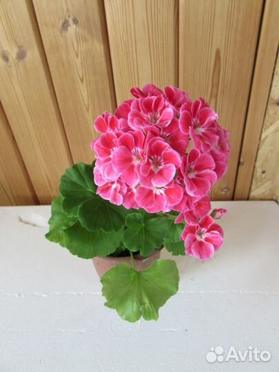 Разные растения для дома