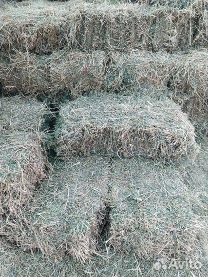 Сено люцерны