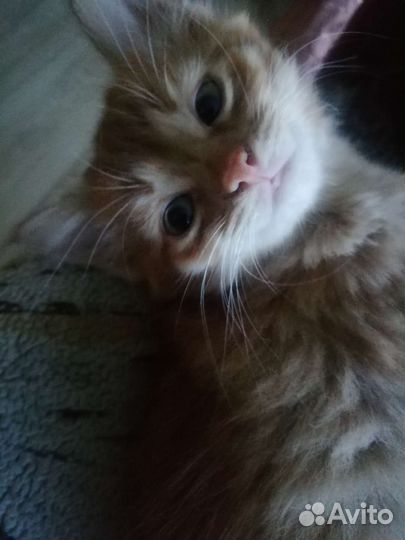 Коты бесплатно