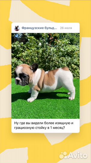 Французский бульдог