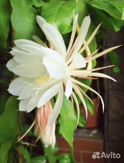 Оксипеталум