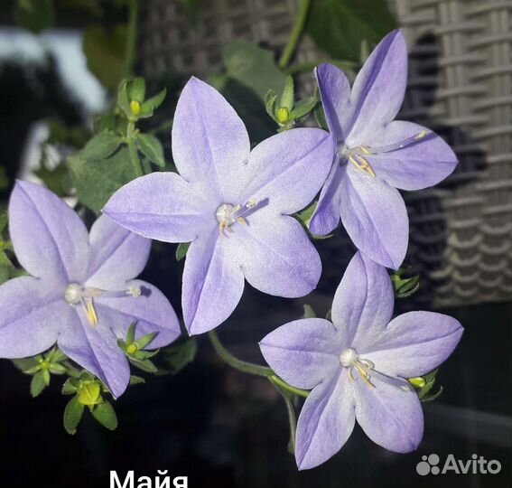 Кампанула жених, невеста,любовники