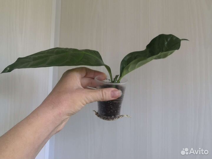 Табернемонтана дивариката махровая