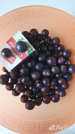 Черная смородина