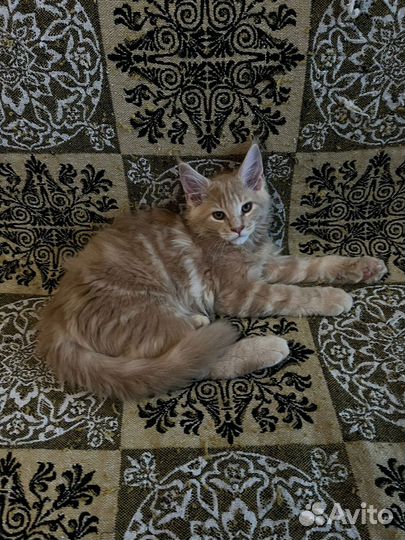 Котята мейн-кун 2,5 мес