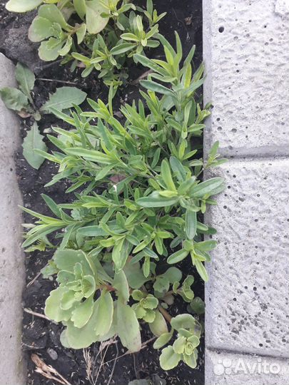 Многолетние садовые,котовник