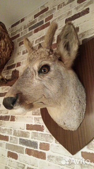 Чучела птиц