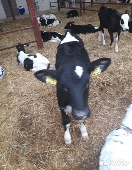 Телята бычки