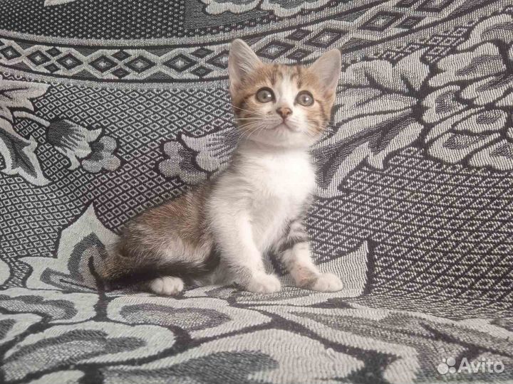 Котята в дар