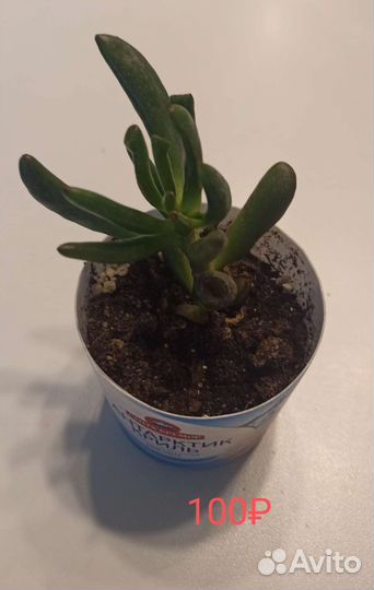 Крассула хоббит