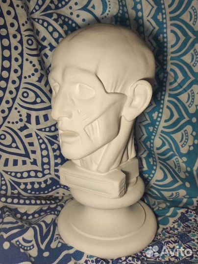 Экорше головы по Гудону