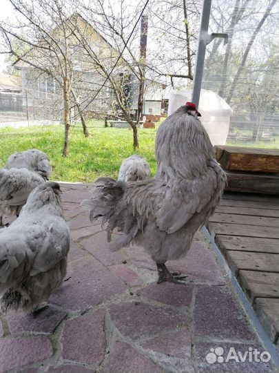 Продам цыплят амераукана (лаванда)