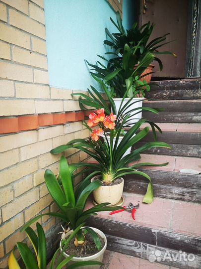 Кливия киноварная