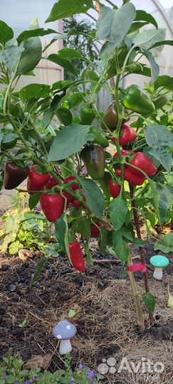 Комнатный сладкий перец. Семена