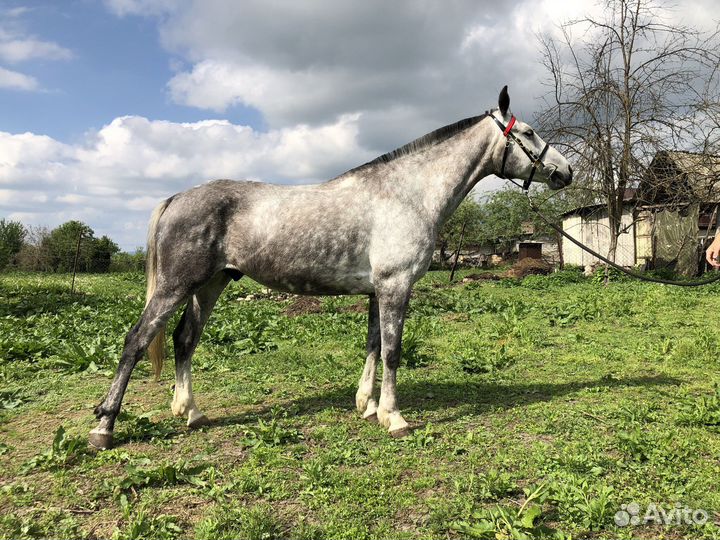Три мерина в прокат, спорт, хобби