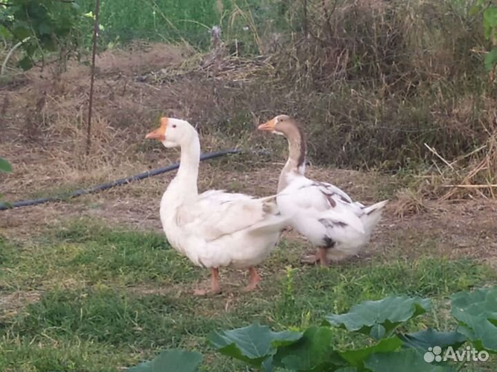 Гуси и утка