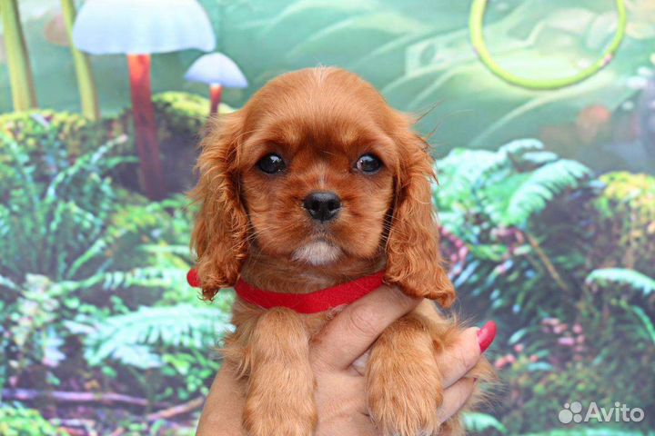 Кавалер Кинг Чарльз Спаниэль