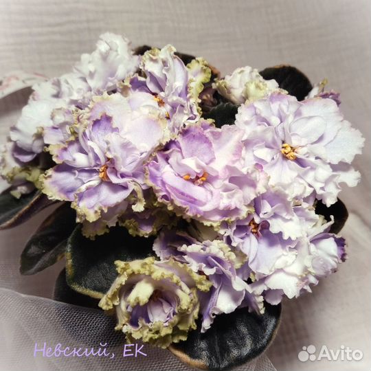 Фиалки стандарты - детки