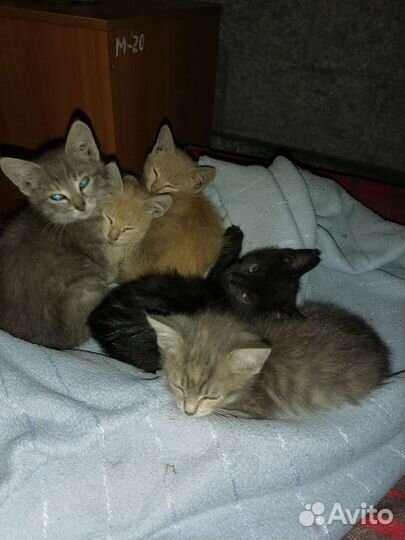 Кошки бесплатно