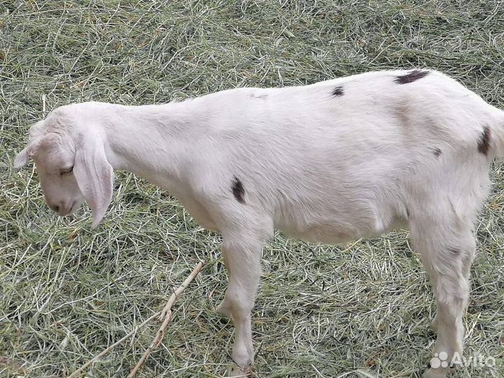 Англо нубийские козы