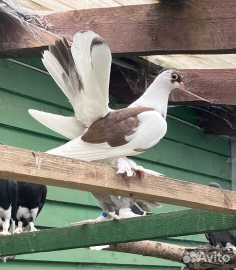 Продажа голубей