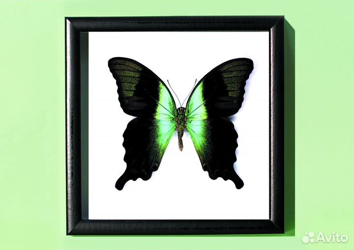 Бабочка перантус в рамке