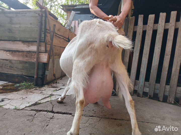 Козы и козлята ламанча