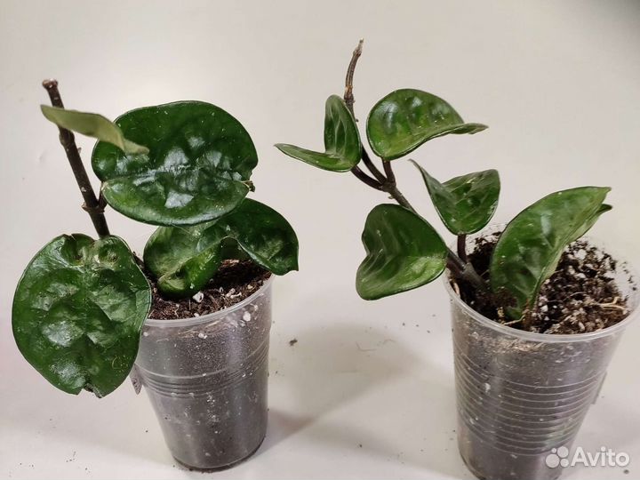 Хойя carnosa krinkle 8