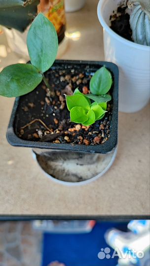 Комнатные растения