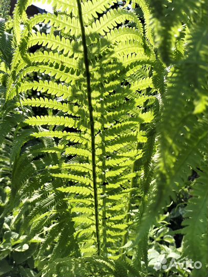 Папоротник