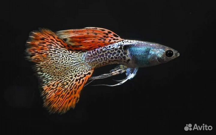 Гуппи от породистых производителей,растения,хелены