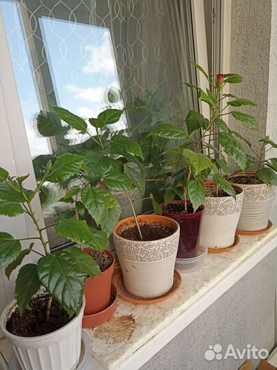 Роза гибискус