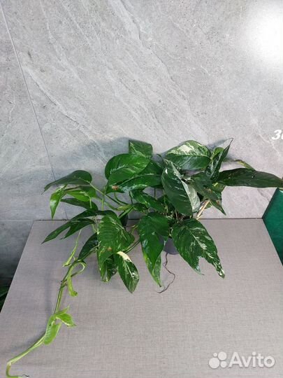 Эпипремнум марбл King