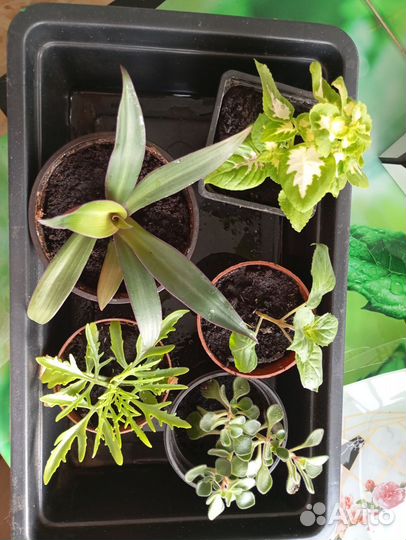 Комнатные цветы