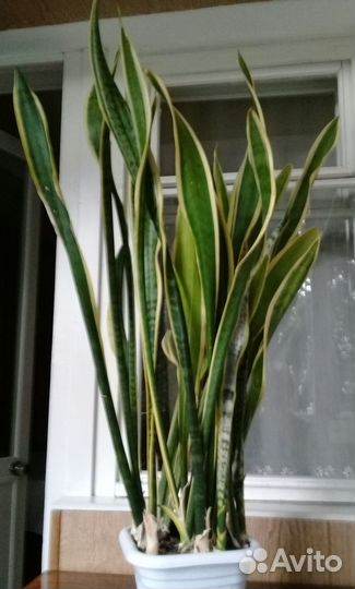 Сансевиерия трехполосная (тещин язык)