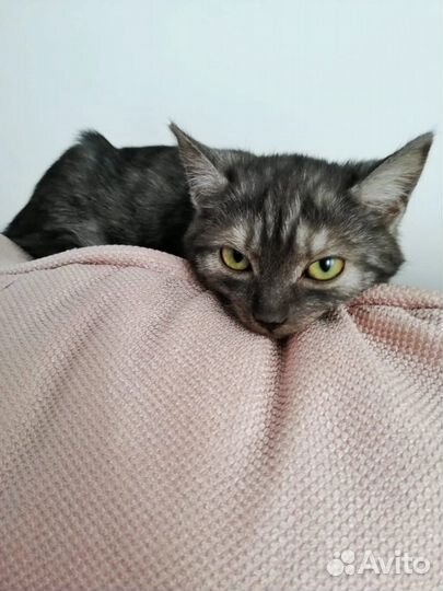 Отдам бесплатно