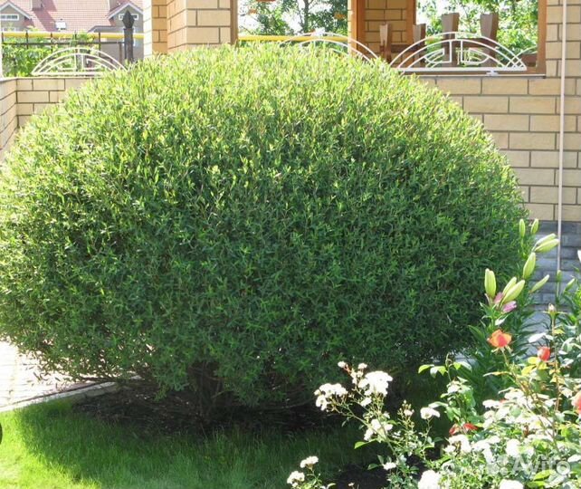 Ива нана, козья ива, Кампсис, колокольчик