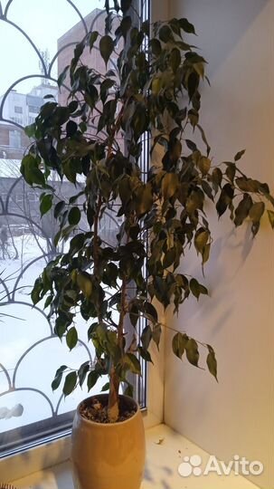 Фикус бенджамина большой