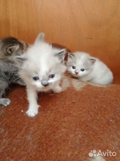 Невская кошечка