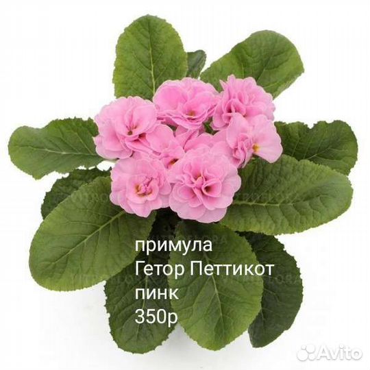Примулы махровые